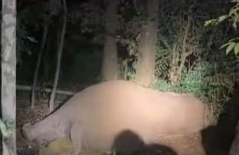 കാട്ടാന വൈദ്യുതാഘാതമേറ്റ നിലയില്‍, സ്‌ക്രീന്‍ഷോട്ട്‌