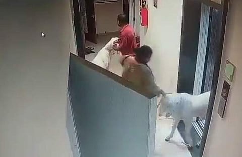 ഫ്‌ലാറ്റിലെത്തിച്ച ആടുകള്‍/ വീഡിയോ ദൃശ്യം