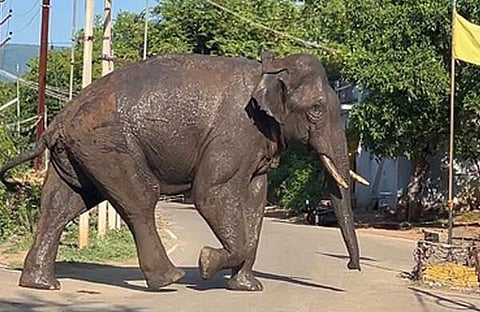 അരിക്കൊമ്പന്‍