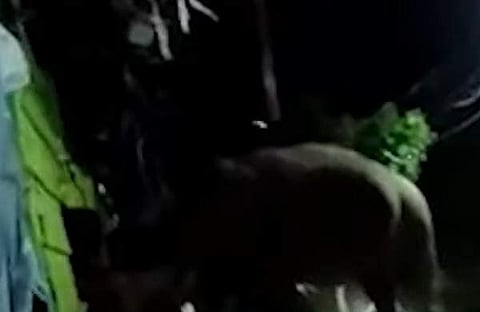 പടയപ്പ/ സ്‌ക്രീന്‍ ഷോട്ട്‌