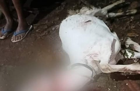 ആടിനെ പുലി കടിച്ചുകൊന്ന നിലയില്‍, സ്‌ക്രീന്‍ഷോട്ട്‌