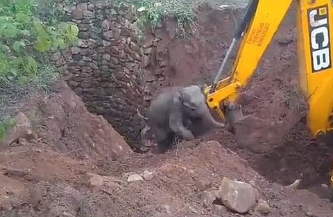 കിണറ്റില്‍ നിന്ന് കുട്ടിയാനയെ രക്ഷിക്കുന്ന ദൃശ്യം