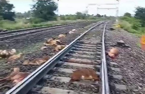 ആടുകള്‍ ട്രെയിനിടിച്ച് ചത്ത നിലയില്‍, ട്വിറ്റര്‍