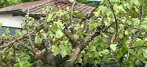 വീഡിയോ സ്‌ക്രീന്‍ഷോട്ട്