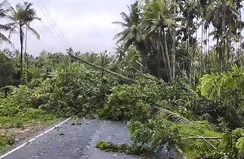 മിന്നല്‍ച്ചുഴലിയില്‍ കടപുഴകിയ മരങ്ങള്‍