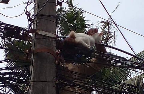 വൈദ്യുതി ലൈനില്‍ കുടുങ്ങിയ പൂച്ചയെ രക്ഷിക്കുന്ന ദൃശ്യം, കെഎസ്ഇബി ഫെയ്‌സ്ബുക്കില്‍ പങ്കുവെച്ചത്‌
