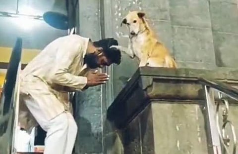 ഭക്തരെ അനു​ഗ്രഹിക്കുന്ന തെരുവുനായ/ വിഡിയോ സ്ക്രീൻഷോട്ട്