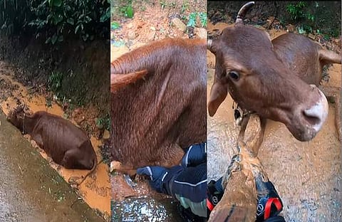ചെളിയിൽ അകപ്പെട്ടു പോയ പശുവിനെ പുറത്തെടുത്തു/ ഇൻസ്റ്റ​ഗ്രാം