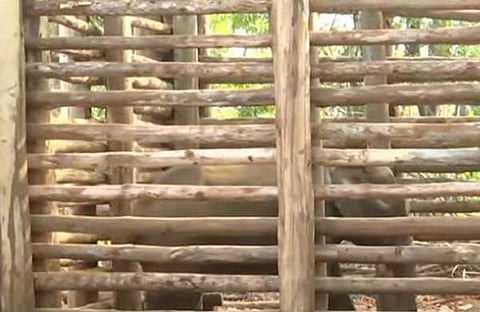 പി ടി സെവനെ കൂട്ടിലടച്ച നിലയില്‍, സ്‌ക്രീന്‍ഷോട്ട്‌