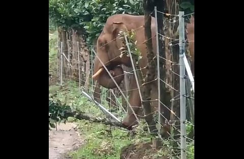 ഇലക്ട്രിക് ഫെന്‍സിങ് തകര്‍ക്കുന്ന കാട്ടാനയുടെ ദൃശ്യം
