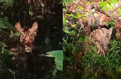 അവശനിലയിൽ കണ്ടെത്തിയ കടുവ/ ടെലിവിഷൻ ദൃശ്യം