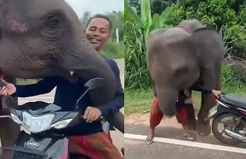 പരിചാരകന്റെ സ്കൂട്ടർ യാത്ര തടസപ്പെടുത്തുന്ന ആനക്കുട്ടി/ എക്‌സ് വിഡിയോ സ്ക്രീൻഷോട്ട്