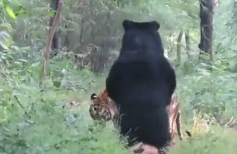 കടുവയും കരടിയും നേര്‍ക്കുനേര്‍