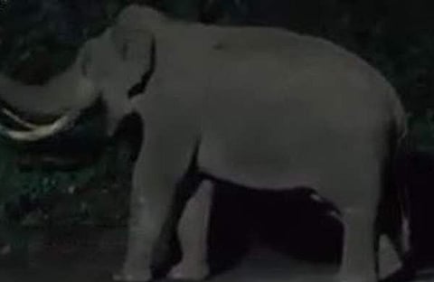 പടയപ്പ/ ഫോട്ടോ: വീഡിയോ സ്‌ക്രീന്‍ ഷോട്ട്