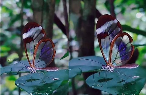 ഗ്ലാസ്വിങ് ചിത്രശലഭം/ എക്‌സ്