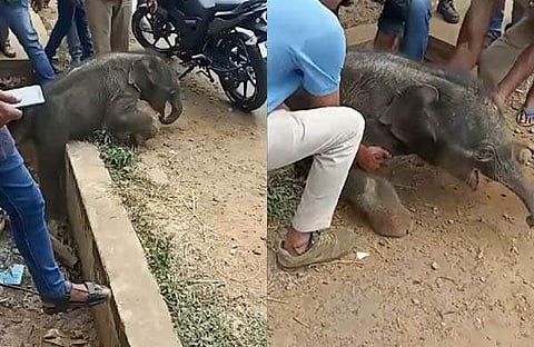 ആനക്കുട്ടിയെ ഓവുചാലില്‍ നിന്ന് രക്ഷപ്പെടുത്തുന്ന നാട്ടുകാര്‍