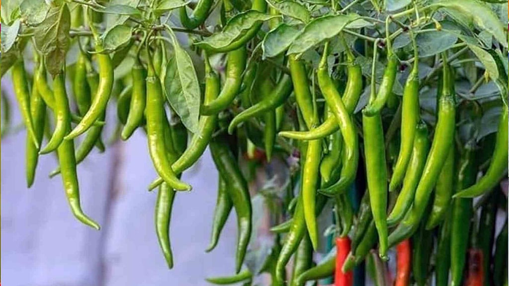 കുലകണക്കിന് പച്ചമുളക്, ഈസി വിദ്യയിലൂടെ | Green Chilli Harvesting Tips ...