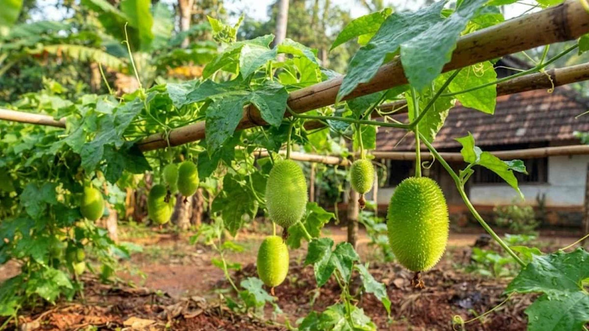 കയ്പ്പില്ലാത്ത പാവയ്ക്ക, 'കന്റോല' വീട്ടുവളപ്പില്‍ വിളയിക്കാം ...