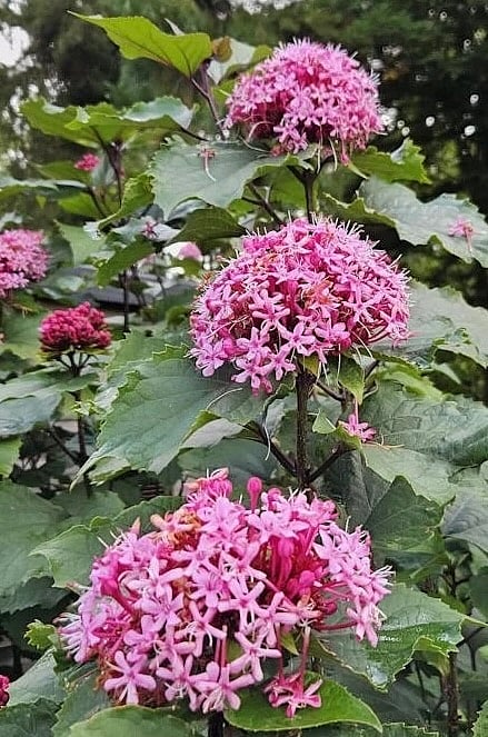 Suckering Roses സുഗന്ധം പൊഴിക്കും മെക്സിക്കന് ഹൈഡ്രാഞ്ചിയ |Rose glory bower ...