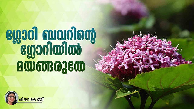 സുഗന്ധം പൊഴിക്കും മെക്‌സിക്കന്‍ ഹൈഡ്രാഞ്ചിയ |Rose glory bower ...
