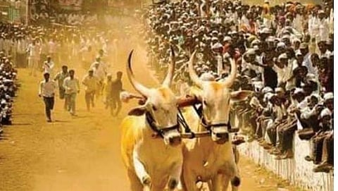 Bullock Cart Race