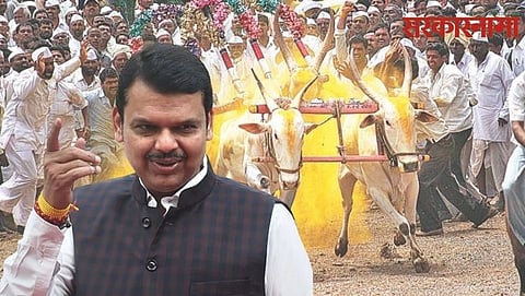 bullock cart race