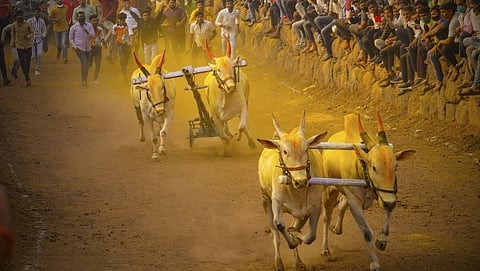 Bullock cart race