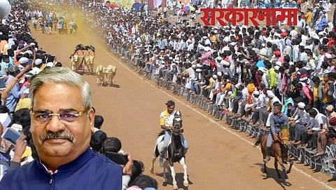 Bullock cart race