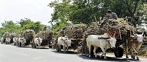 Sugercane