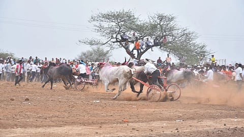 Bullock carts