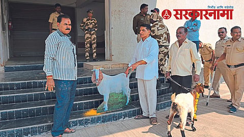 Goat sacrifice agitation