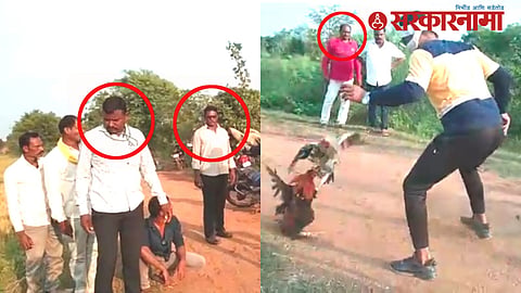 Cockfighting in Devendra Fadanvis's District