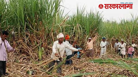 Sugarcane Workers 
