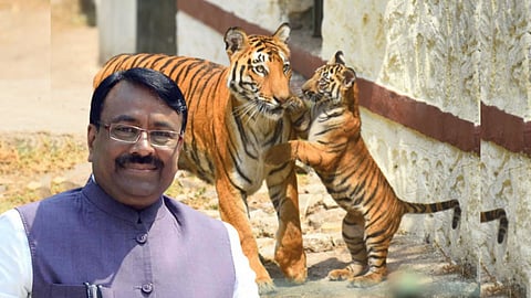 Tigers Naming Ceremony :