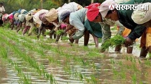 Paddy Crop in Vidarbha