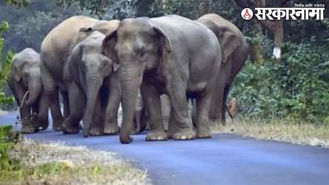 Elephant in Gondia.
