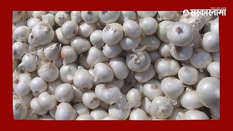 Gujrat Onion