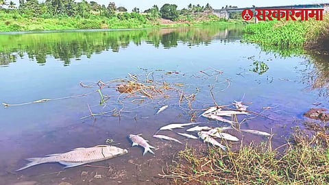 Krishna River Pollution