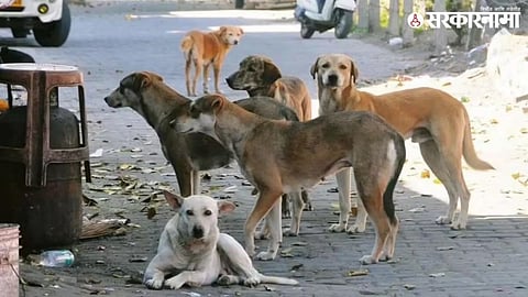 Street Dog jpg