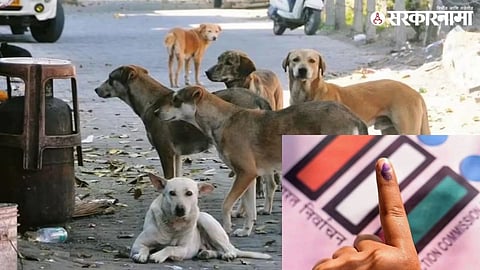 Street Dog Crime  (1).jpg