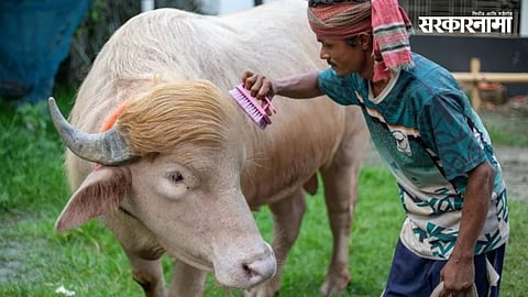 Bangladesh Albino Donald Trump Buffalo