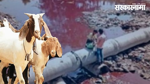 Malegaon Illegal Slaughterhouses | Mosam River Pollution