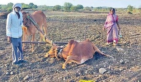 Latur : राजा उदार झाला अन् हाती भोपळा दिला! सरकारने दिलेल्या बैलाने दोन दिवसांत मान टाकली, CM फडणवीसांचे तातडीने नवे आदेश