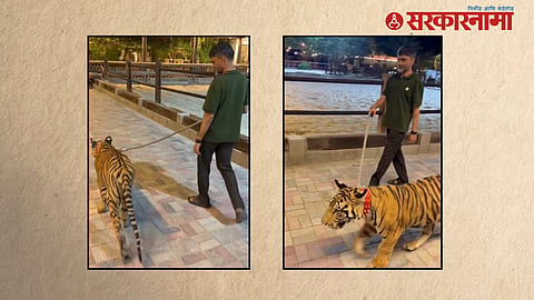 Nilesh Lanke tiger video