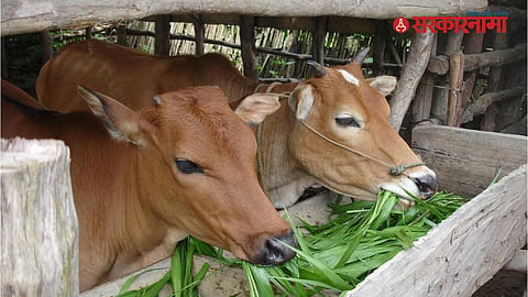 Nashik District Bans Fodder Transport and Sales Outside the District