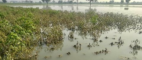 Heavy rainfall in many places of Maharashtra causes crop damage