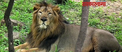 Eight lions from nehru zoological park test positive for corona virus 
