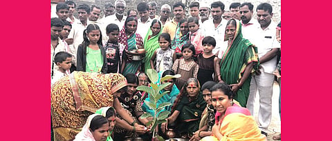  मेघना बोर्डीकरांनी  १५० वडांची झाडे लावून केली  वटपौर्णिमा साजरी 