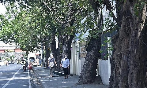 Davao Cenro underscores how trees mitigate rising temperatures