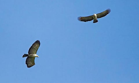 UP Mindanao, PEF decode maternal lineages of the Philippine Eagle 